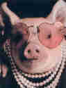 pig_pic_canadianguy.org