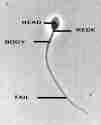sperm_pic_canadianguy.org